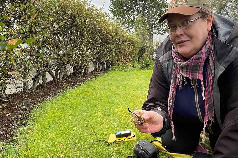 Sveppasprettan mjög misjöfn eftir landshlutum í ár