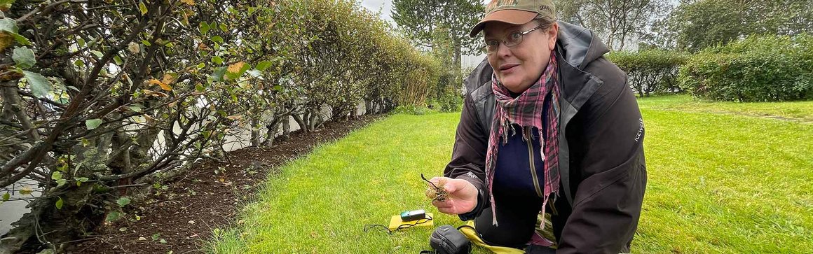 Sveppasprettan mjög misjöfn eftir landshlutum í ár